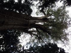 iphone_upload_pic-阿里山神木遗迹