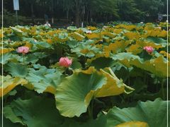 -陈家山荷花公园
