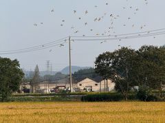 -東大方(安吉灵芝店)