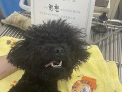 -安安宠医安欣宠物医院