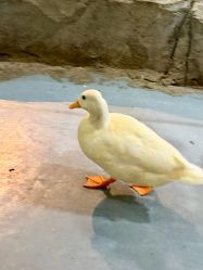 -Zoolung Zoolung动物主题公园(海信广场店)