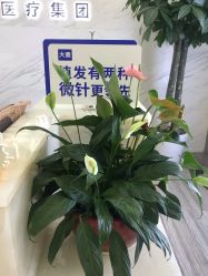 -大麦微针植发丨全国连锁