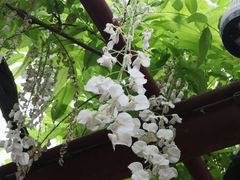 -嘉定紫藤园