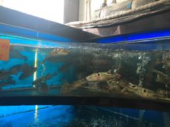 -莆鑫海鲜城(浏河店)