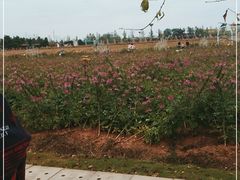 -枫林花海