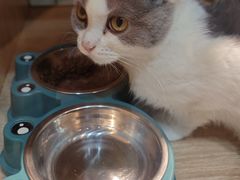 -BABIT巴比特宠物(MOMOPARK店)