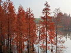 -白鹭湾湿地公园