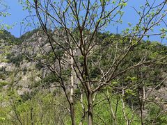 -青峰峡国家森林公园