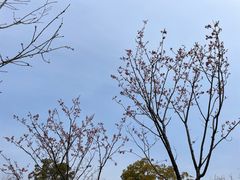 -顾村公园