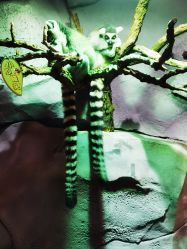 -Zoolung Zoolung动物主题公园(海信广场店)