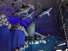 -烟台海昌鲸鲨海洋公园