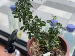 -嘉和一品粥(首经贸店)