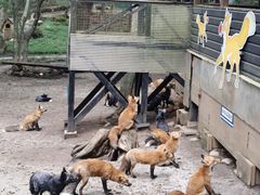 -宫城藏王狐狸村