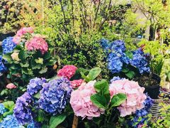 -双季花艺园艺市场(浦东店)