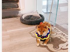 -柴迷FANS CLUB·柴犬狗咖·猫咖
