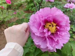 -洛阳市隋唐城遗址植物园