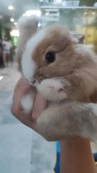 -神奇动物撸宠馆·羊驼·小浣熊·异宠(豫园店)