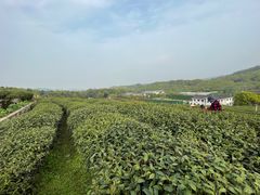 -中国茶叶博物馆(双峰馆区)