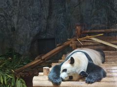 -深圳野生动物园