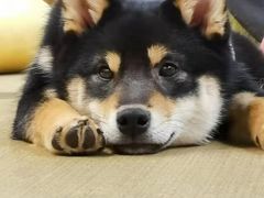 -逗柴咖啡屋·狗咖猫咖宠物桌游