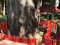 -少华山国家森林公园