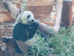 -石家庄市动物园