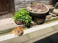 -偏岩古镇