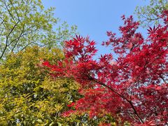 -径山花海