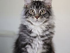 -lincat·猫舍(广州店)