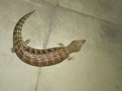 -爱诺耐芙动物医院(万博店)