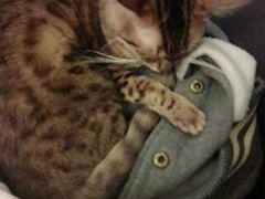 android_upload_pic-猫色咖啡·猫咖