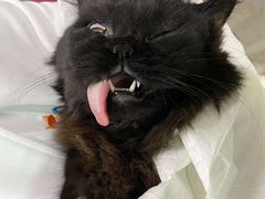 -纳吉亚猫专科动物医院·北北分院