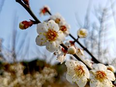 -鹤鸣山