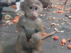 -西安秦岭野生动物园