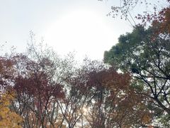 -秋霞圃