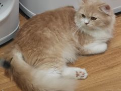 -COLOR PETS 撸猫馆·购猫·猫咖(长风大悦城店)