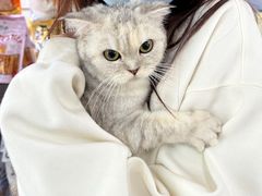 -翊宠yipet猫狗购宠庄园犬舍•猫舍