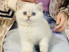 -欣宠猫屋·矮脚拿破仑·蓝金金渐层