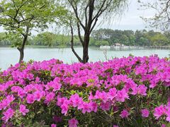 -金鸡湖桃花岛