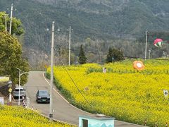 -桑洲油菜花景区