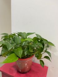 -联合丽格·张菡丽格医疗美容