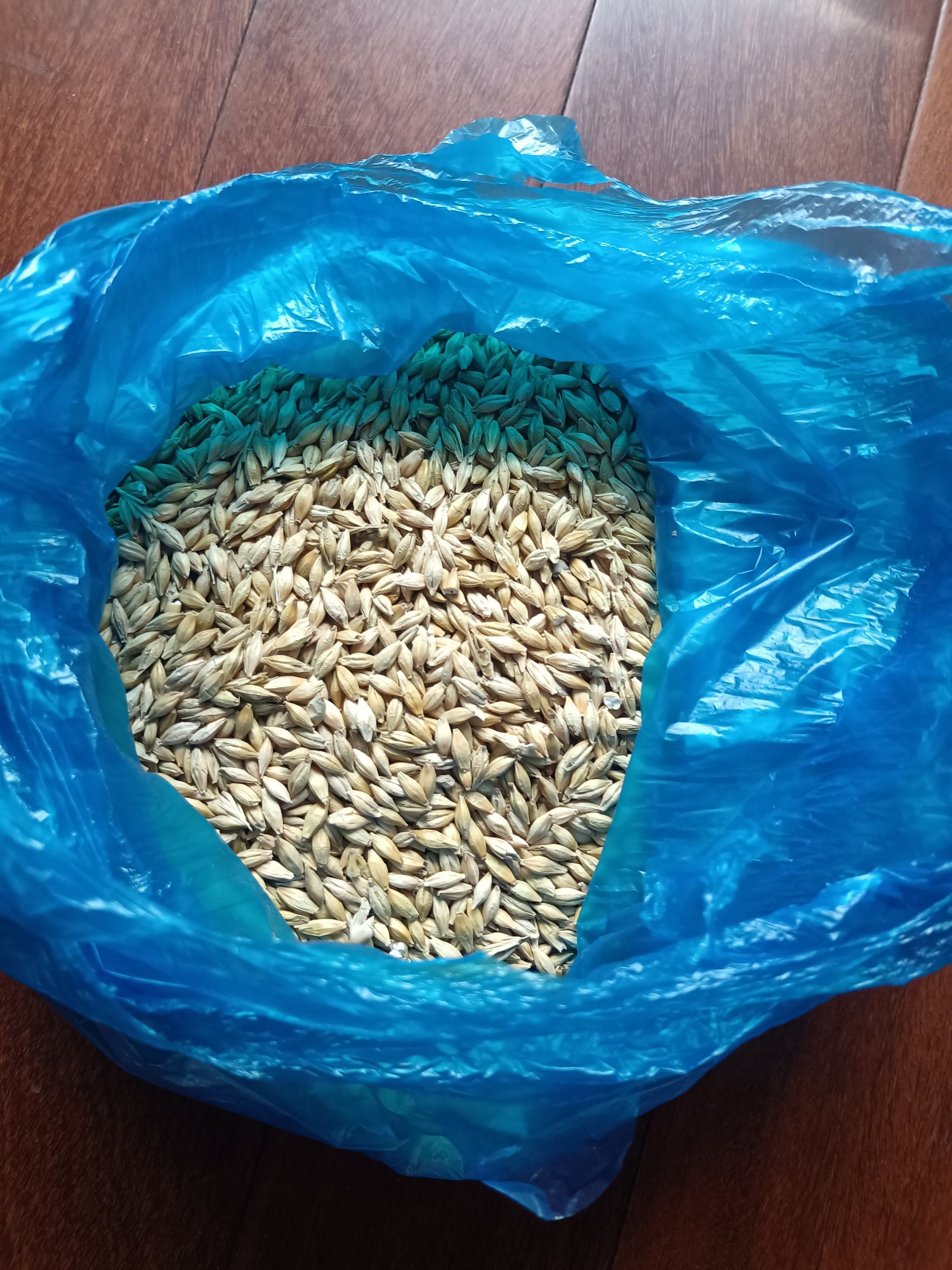 今年老父亲特定种了点大麦,说夏天喝大麦茶