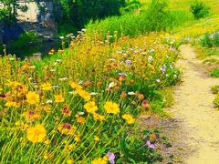 -西京湾花海