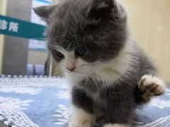 -瑞鹏动物医院宠美康(扬子江路分院)