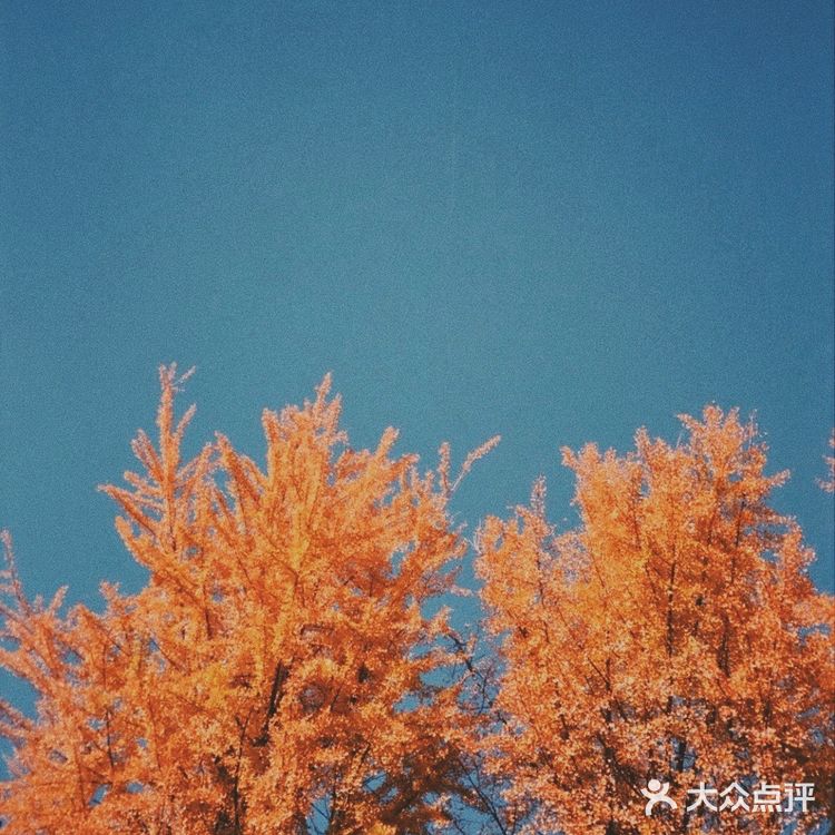 秋日碎片🍂日系暖调电影感滤镜|摄影调色