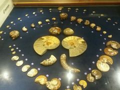 -青岛贝壳博物馆