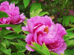 -莲花池公园