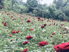 -常德桃花源景区