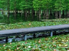 -白鹭湾湿地公园