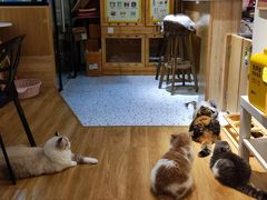 -滚猫咖啡·猫咖·猫友好撸猫(未来城店)